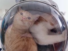 -宠颐生·恒爱宠物医院(静海店)