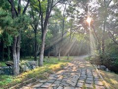 -云岗森林公园