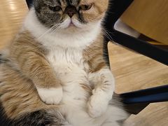 -滚猫咖啡·猫咖·猫友好撸猫(未来城店)