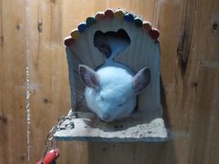 -龟与熊猫宠物公园(南坪店)