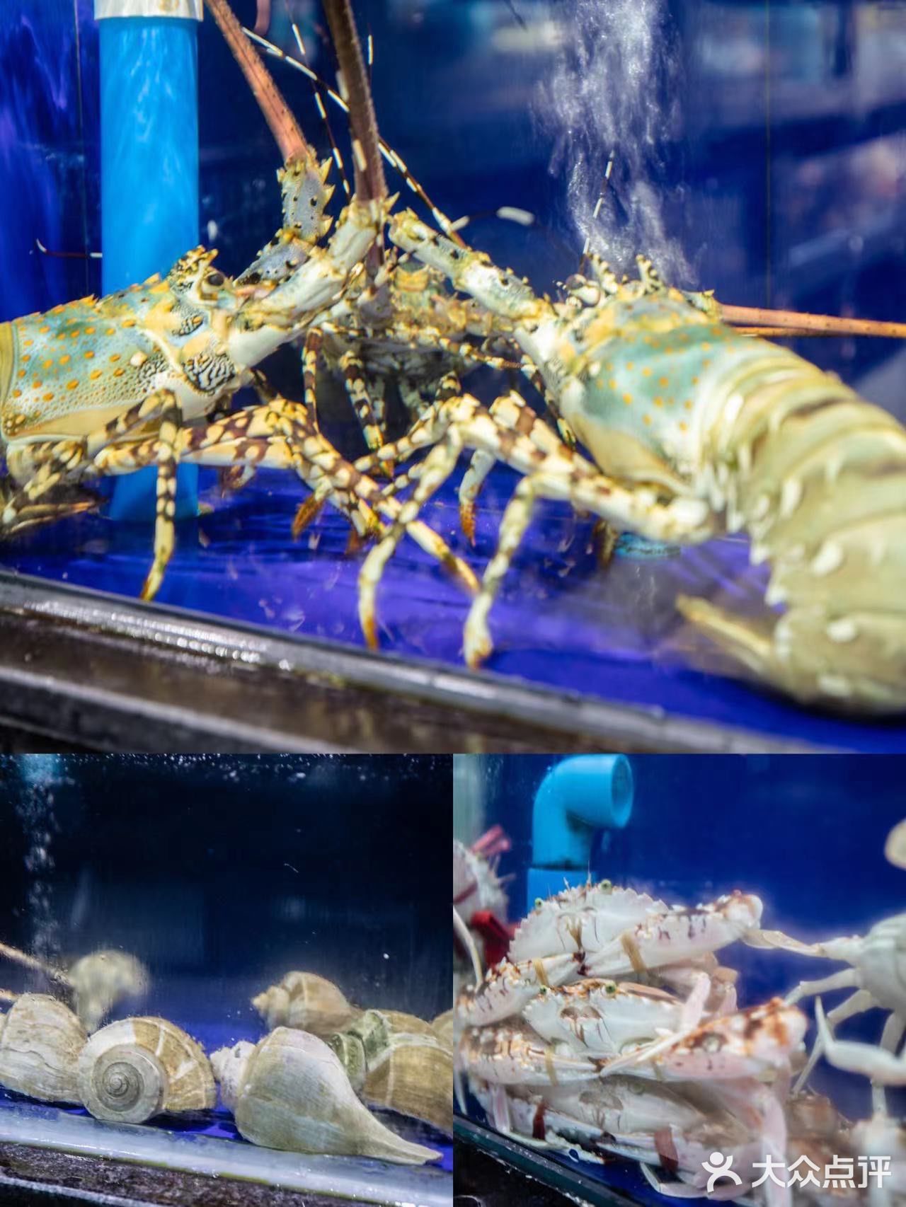 三亚探店‖吃了小海豚海鲜我跪了