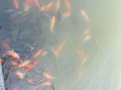 -惠州西湖丰渚园