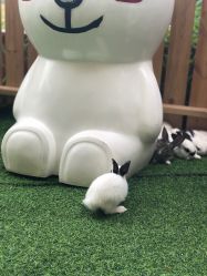 -萌宠亲子动物乐园(槐房万达店)