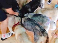 -Husky Go! 哈士奇体验馆·宠物咖啡厅狗咖