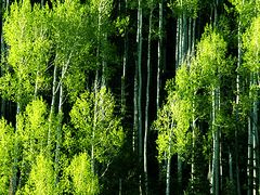 -重庆鸡公煲(三八山珍美食城店中店)