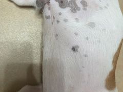 -贝利宠物医院·骨科·眼科·肿瘤转诊中心(南坪诊疗中心)