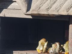 -上海野生动物园