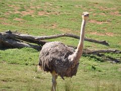 -威勒比开放式动物园