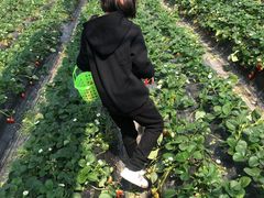 -尚田草莓姑娘白草莓采摘基地