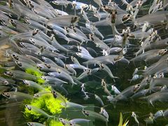 -迪拜水族馆及水下动物园