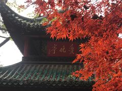 -茶颜悦色(岳麓山顶店)