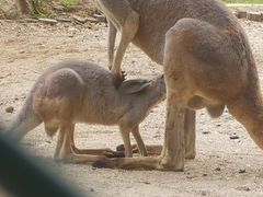-西安秦岭野生动物园