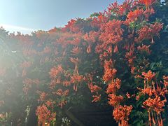 -海南热带野生动植物园