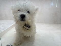 -翊宠yipet猫狗购宠庄园犬舍•猫舍