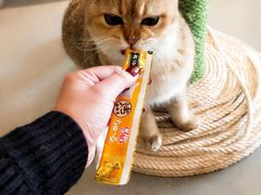 -飞行喵MR PILOT|猫舍·猫咖(静安大融城店)