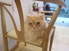 -猫咪派对(江南西店)