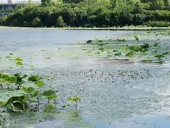 -丁香湖公园