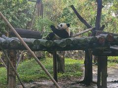 -都江堰中华大熊猫苑