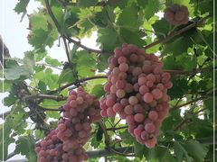 -金谷域澳洲庄园