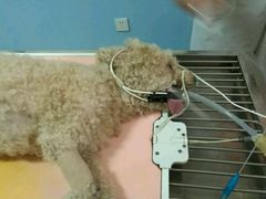 -瑞派福兴宠物医院犬猫全科·骨科·中西医结合(河东店)