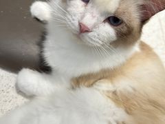 -飞行喵MR PILOT|猫舍·猫咖(静安大融城店)