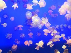 -江和美海洋公园