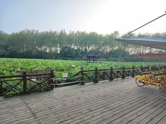 -合肥滨湖国家森林公园