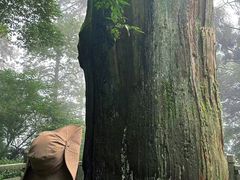 -天目山大树王景区