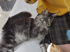 -COLOR PETS 撸猫馆·购猫·猫咖(长风大悦城店)