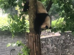 -都江堰中华大熊猫苑