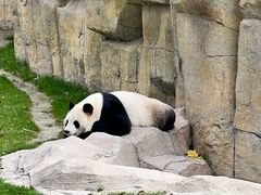 -上海野生动物园