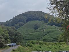 -阿巧茶庄