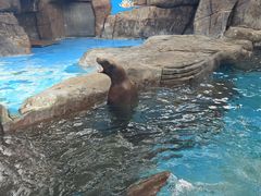 -海合安成都极地海洋公园
