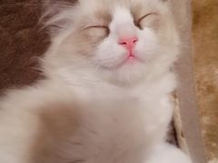 -糯米喵星人总部直营旗舰店·猫舍·幼猫出售