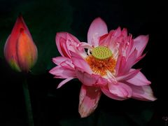 -庐山风景区花径公园