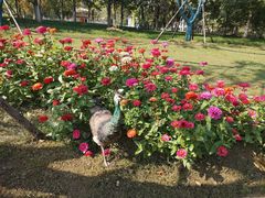 -武汉园博园(武汉自然博物馆)