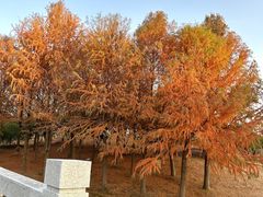 -苏州上方山国家森林公园