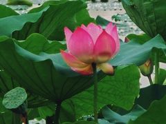 -飞来湖湿地公园