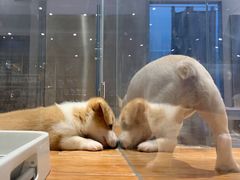 -狗道宠物(常熟印象城店)