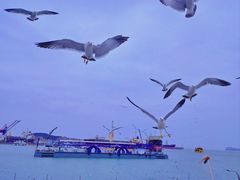 -海驴岛(荣成市)