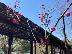 -八大山人梅湖景区
