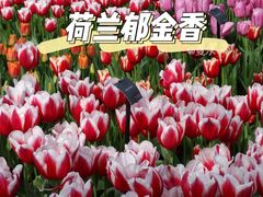 -库肯霍夫公园