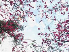 -金鸡山公园