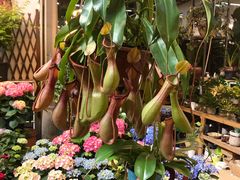 -双季花艺园艺市场(浦东店)
