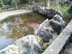-清迈夜间动物园