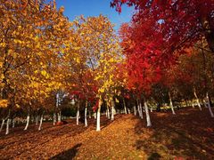 -长春世界雕塑园冰雪艺术天地
