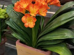 -双季花艺园艺市场(浦东店)