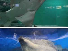 -上海海洋水族馆