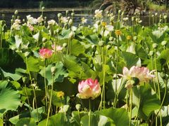 -墨尔本皇家植物园