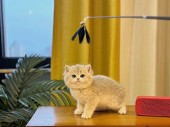 -猫十亿·布偶金渐层·曼基康矮脚猫舍(青年路店)